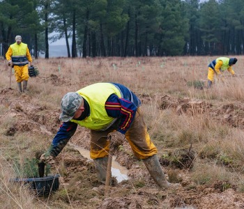 Sustain Awards reforestamos un bosque para compensar nuestra huella de CO2